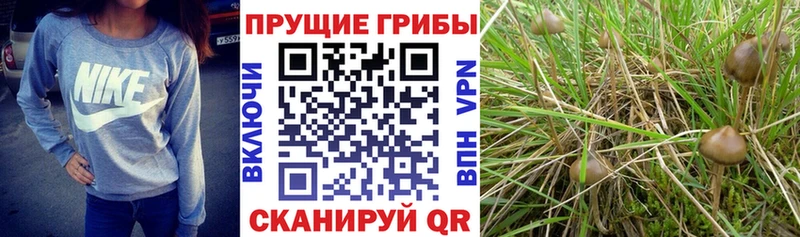 Галлюциногенные грибы Psilocybine cubensis  blacksprut онион  Волжск 